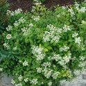 Spiraea decumbens fleur P12